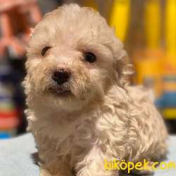 F2 Maltipoo Yavrular 3