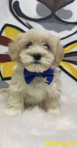 F2 Maltipoo Yavrular 1