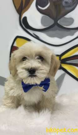 F2 Maltipoo Yavrular 2