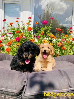 F2 MALTİPOO YAVRULARIMIZ 3