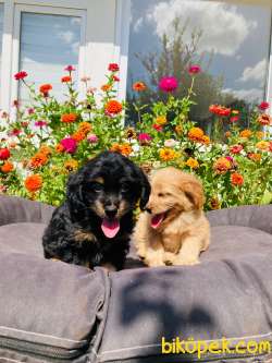 F2 MALTİPOO YAVRULARIMIZ 4