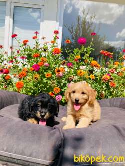F2 MALTİPOO YAVRULARIMIZ 1