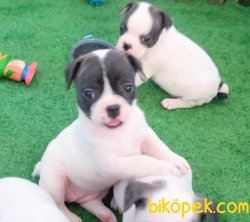 FRENCH BULLDOG YAVRULAR İZMİR 2
