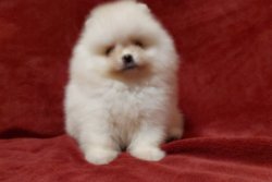 IRK BELGELİ AYI SURAT POMERANİAN BOO DOG YAVRU VE YETİŞKİNLER 2