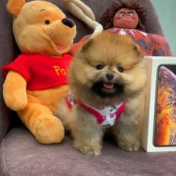 Sıfır Numara PomeranianBoo Yavrularımızdan 1
