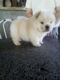 Satılık Chow Chow Yavruları 2