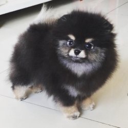Pomeranian Boo Bebeklerimiz 1