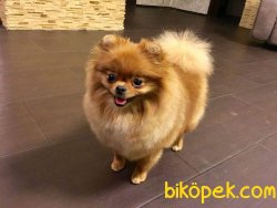 POMERANİAN BOO 4