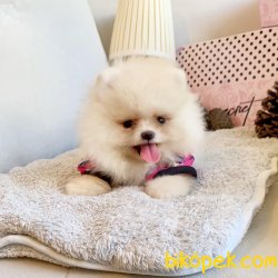 Pomeranian Boo Irk Ve Sağlık Garantili Ayicik Tip Yavrularımız 3