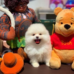 Safkan Büyümeyen Cins Beyaz Pomeranian Boo Yavrularımız İ̇çin İ̇letişime Geçin 3