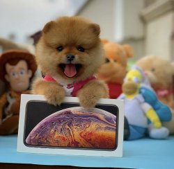 Orijinal Renk TeddyBear PomeranianBoo Yavrularımızdan 4