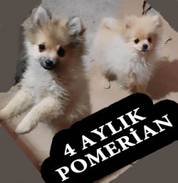POMERİAN 4