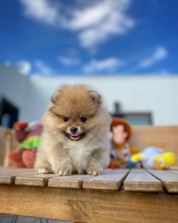 Yeni Gelen Teddybear Pomeranianboo Yavrularımızdan 3