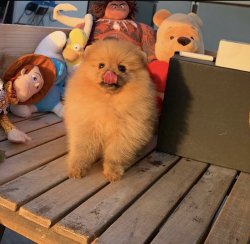 Yeni Gelen TeddyBear PomeranianBoo Yavrularımızdan 3