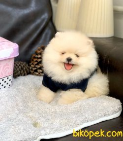 SAFKAN ORJİNAL POMERANİAN BOO YAVRULAR 1
