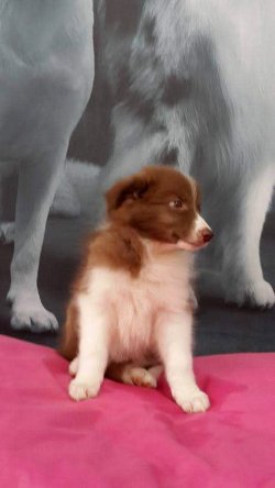 BORDER COLLIE YAVRULAR 3