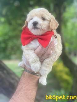 MALTİPOO ORJİNAL YAVRULARIMIZ GELMİŞTİRR 1