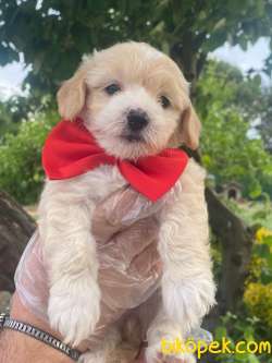 MALTİPOO ORJİNAL YAVRULARIMIZ GELMİŞTİRR 3