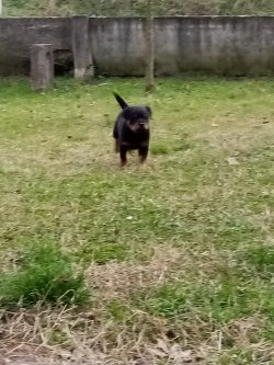 Rotweiller Yavrular 1