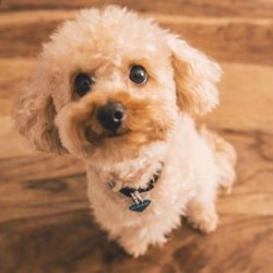 Poodle Bebeklerimiz 1