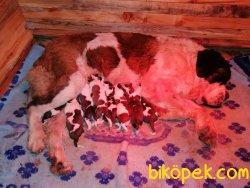 Sahibinden St. Bernard Yavruları 3