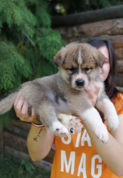 Özel Japon Akita Yavrularımız 2