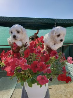 Maltese Terrier Çok Sevimli Yavrularım 3