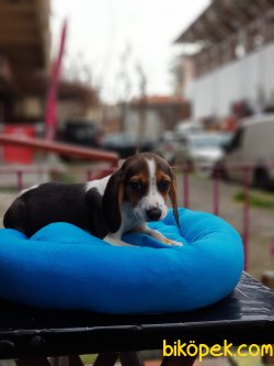 Orjinal Dışı Beagle 70 Günlük 1