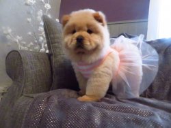 Chow Chow Yavrularımız 3