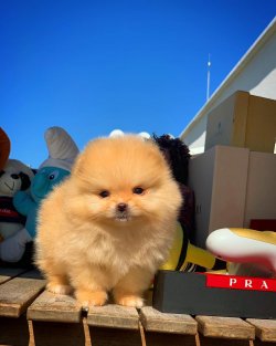 Safkan Büyümeyen Cins Beyaz Pomeranian Boo Ayıcık Yüz 1