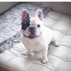 French Bulldog Yavruları 1