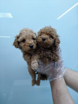 TOY POODLE RED BROWN MİNYATÜR ERKEK YAVRULARIMIZ 1