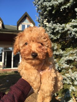 A Kalite Poodle Yavrularımız 1