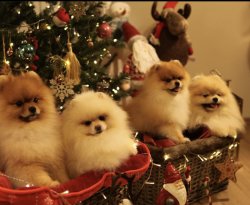 Fci Secereli Pomeranian 3