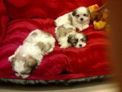 SATİLİK SHIH TZU YAVRULARI 2