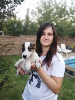 Sevimli Jack Russel Yavrularımız Küçük Irk 2