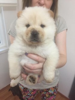 Chow Chow Çi̇n Aslanı Yavrularımız 2