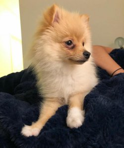 5 Aylık Erkek Pomerian Leo 4