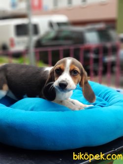 Orjinal Dışı Beagle 70 Günlük 2