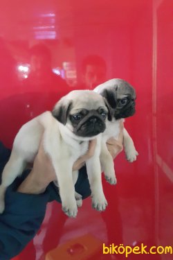 Sevimli Pug Mons Yavruları 2