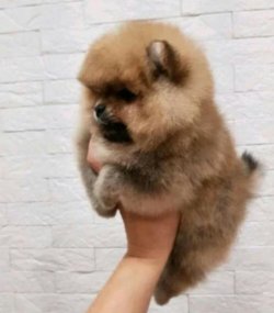 Pomerani̇an Boo 1