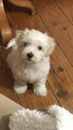 Malta Terrier 2