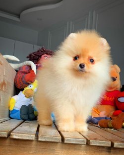 Irk Ve Sağlık Garantili PomeranianBoo Yavrularımızdan 4