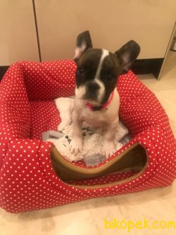 HARİKA YAVRU FRANZI BULLDOG İYİ BİR AİLE İÇİN 2