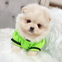 Ayı Surat Teddy Bear Pomeranian Boo Yavrularımız 4