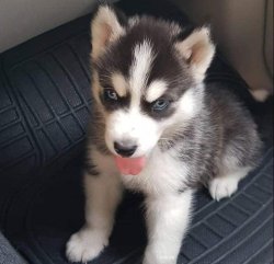 Siyah Beyaz Husky Yavrularımız 4