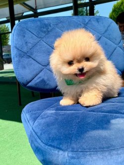 Satılık Pomerani̇an Boo Yavrularımız 2