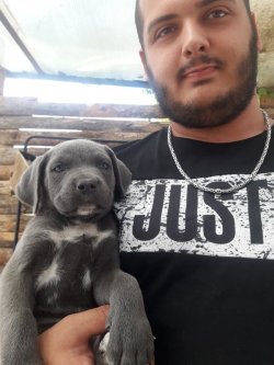 DEV CANE CORSO YAVRULARI 5
