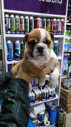 ENGLİSH BULDOG YAVRUSU 5