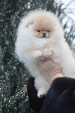 TEDDY BEAR AYI SURAT POMERANİAN IRK GARANTİLİ 2